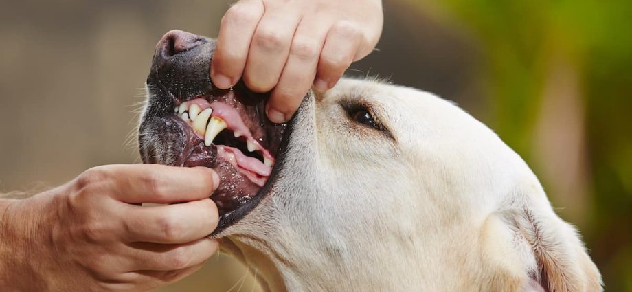 best dog toothpaste