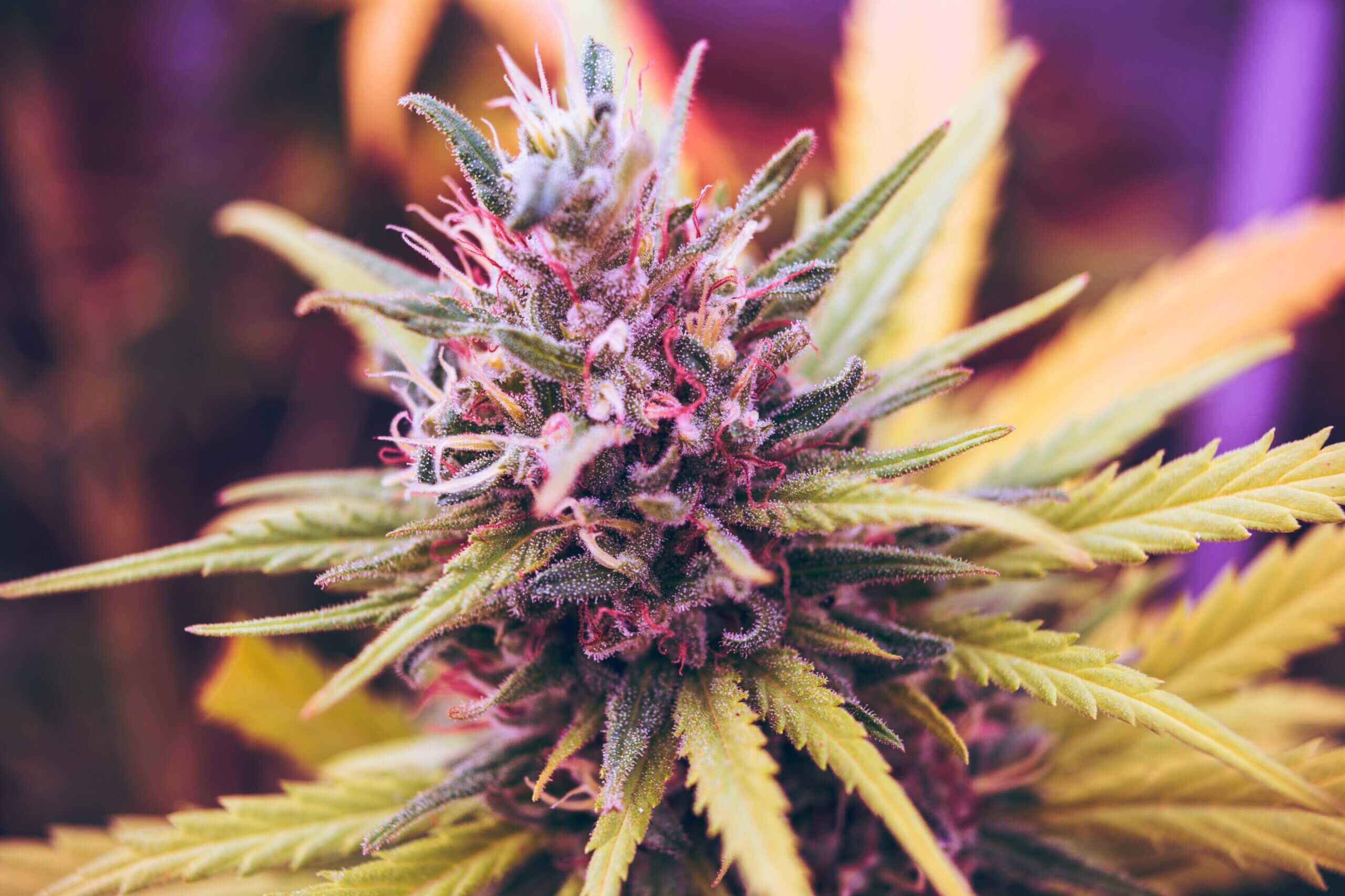 Delicious Treats from Audrey’s Edibles at Tropic Exotic