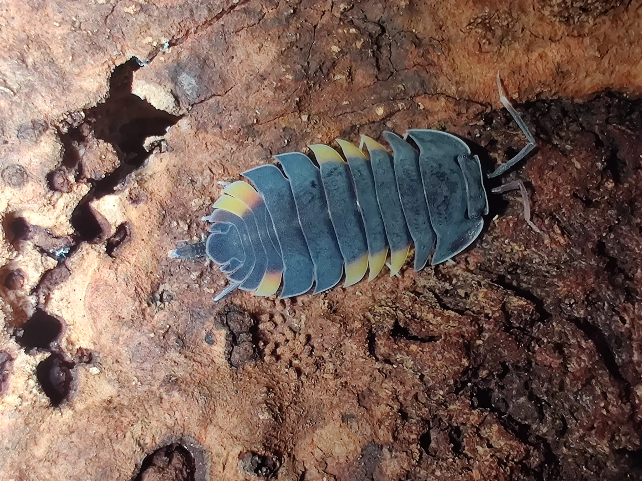 Add Lava Isopods (Porcellio scaber) some color to your terrarium