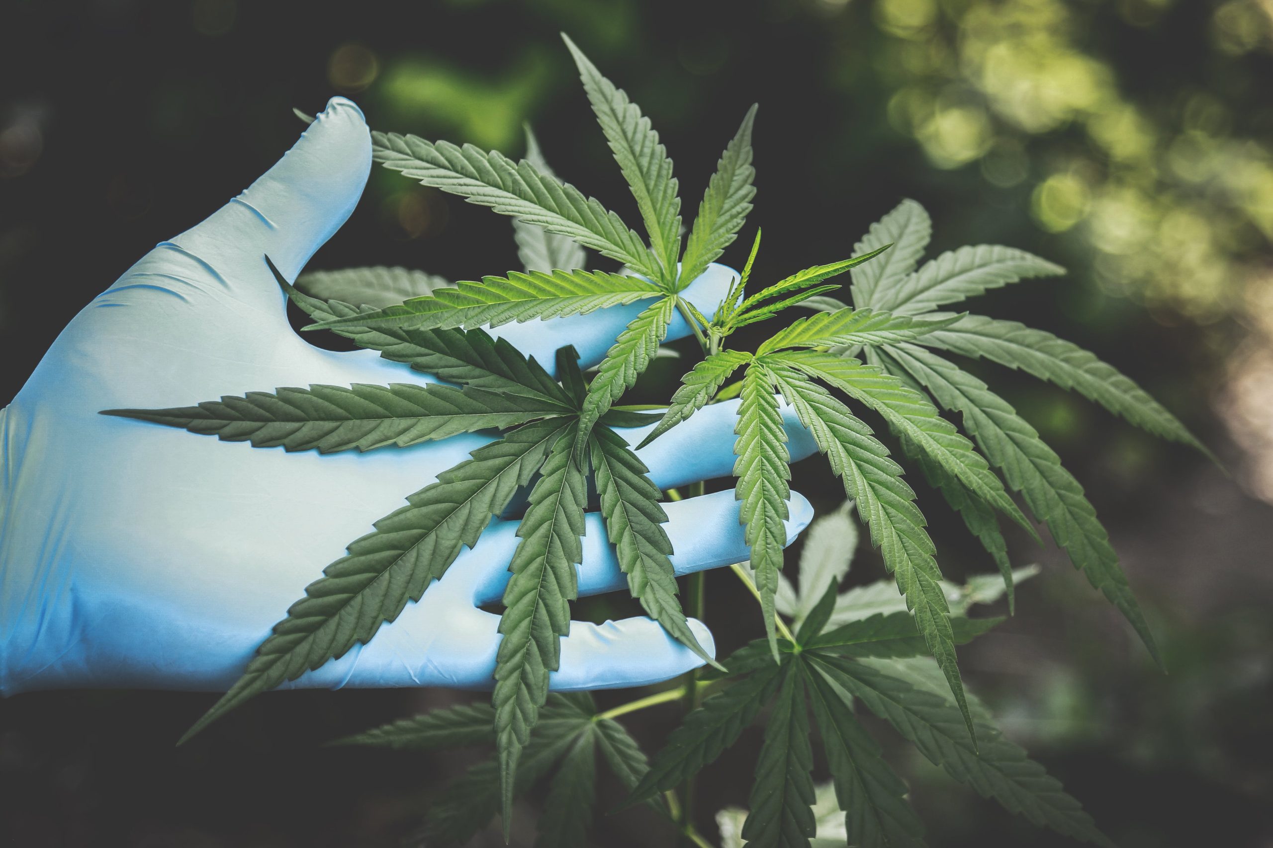 Strong Product: Many Benefits and Powerful Picks in Cannabis Stores